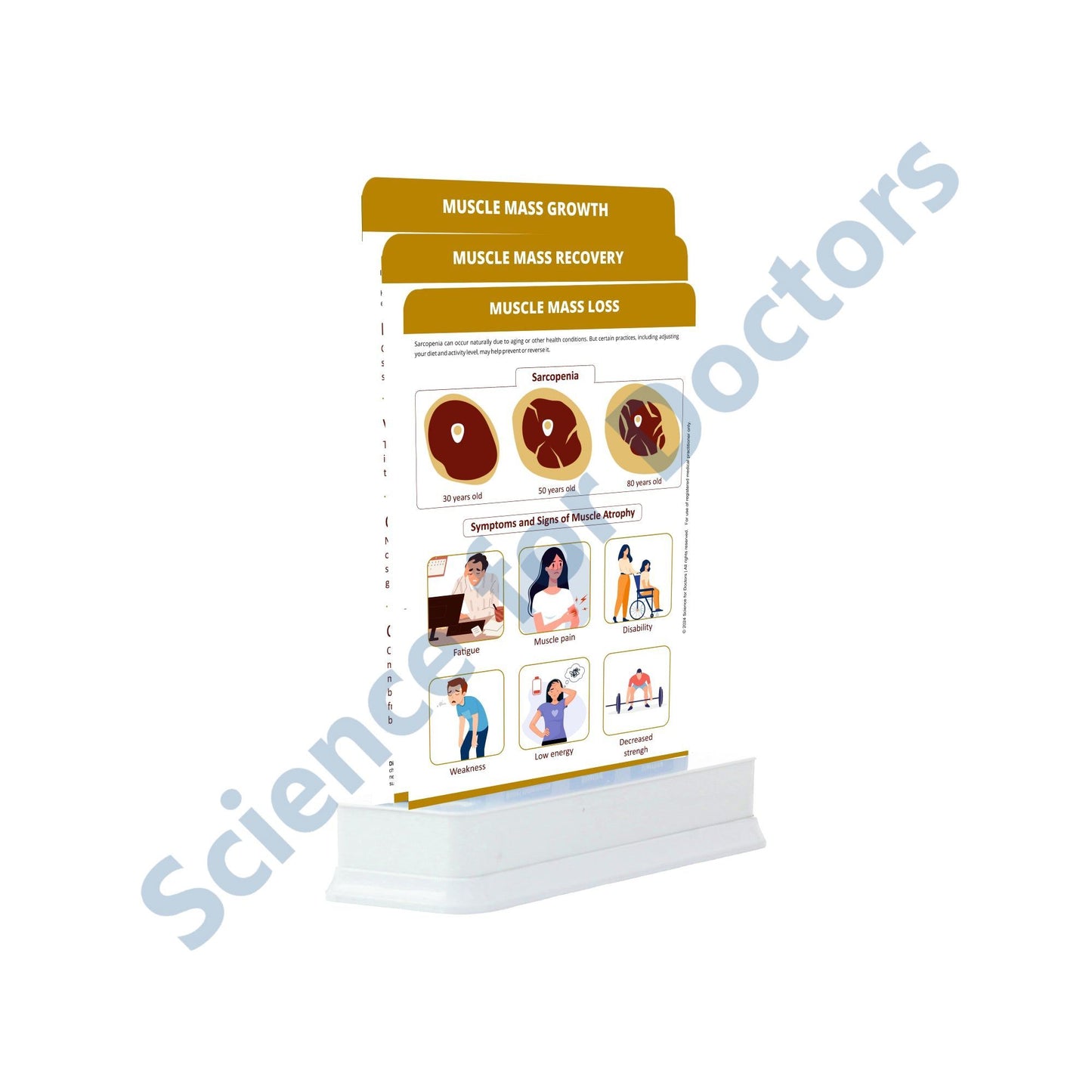 Muscle Mass Loss: 3 Slides on stand