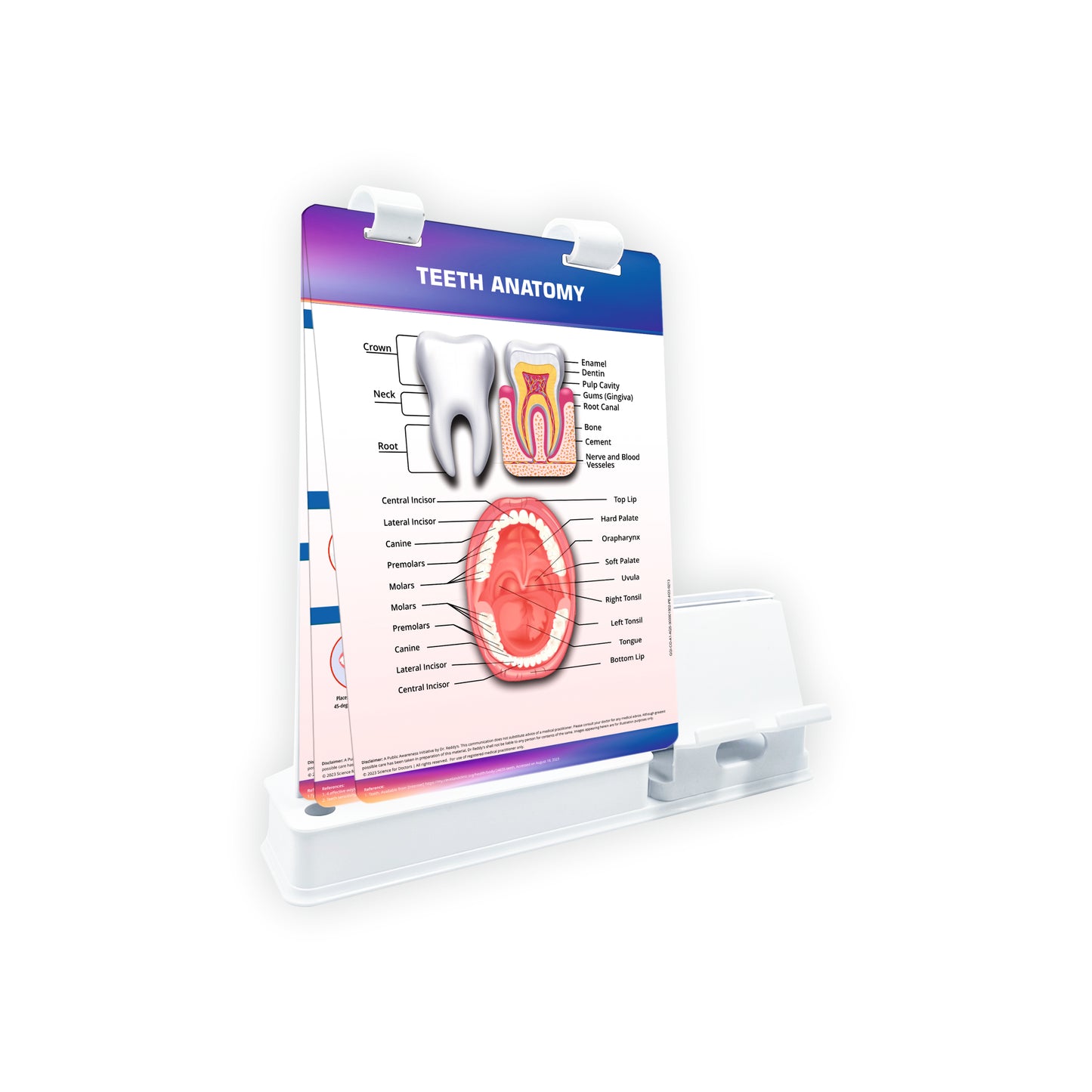 Smart -A5 Flip wipe With Mobile and Chit Pad Stand  -  Teeth Anatomy