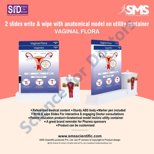 Vaginal Flora: 2 slides write & wipe with anatomical model on utility container