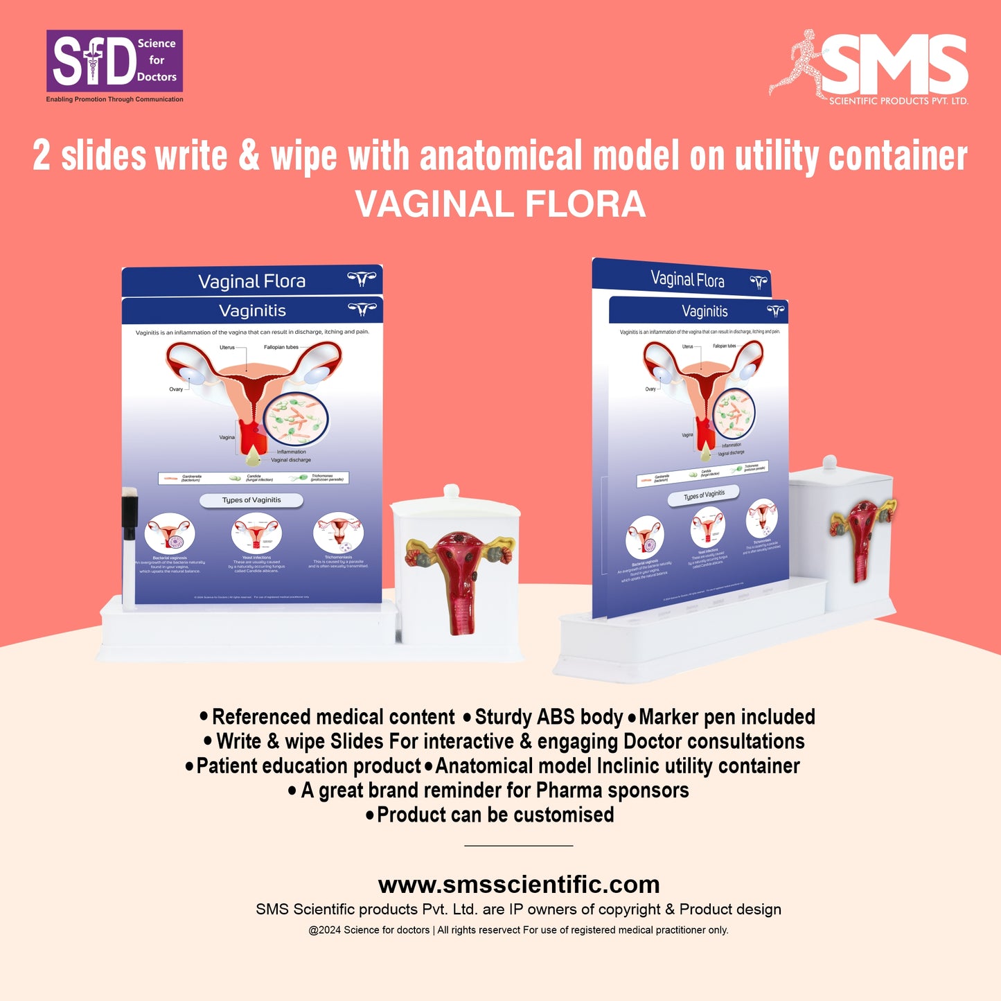 2 slides write & wipe with anatomical model on utility container - Vaginal Flora