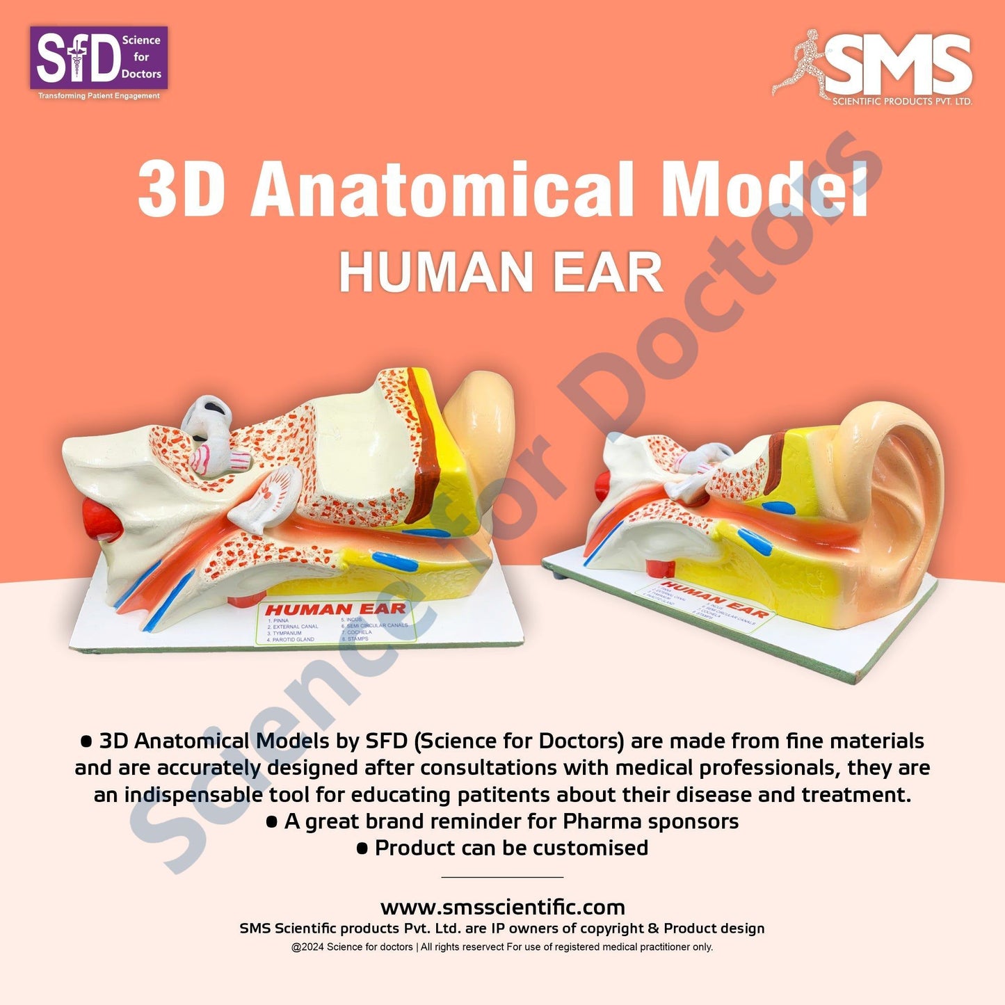 HUMAN EAR: 3D Anatomical Models