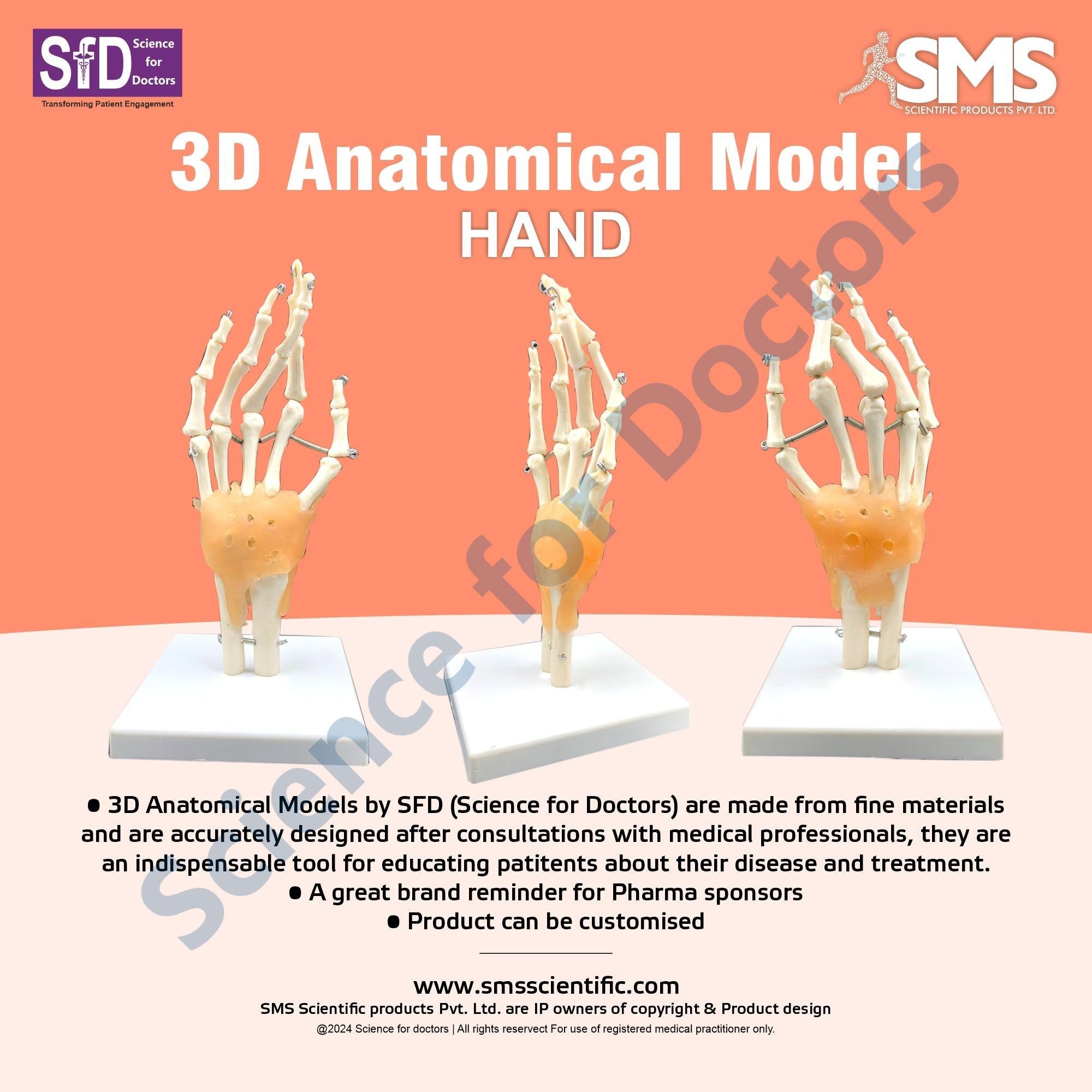 Hand: 3D Anatomical Models – Science For Doctors