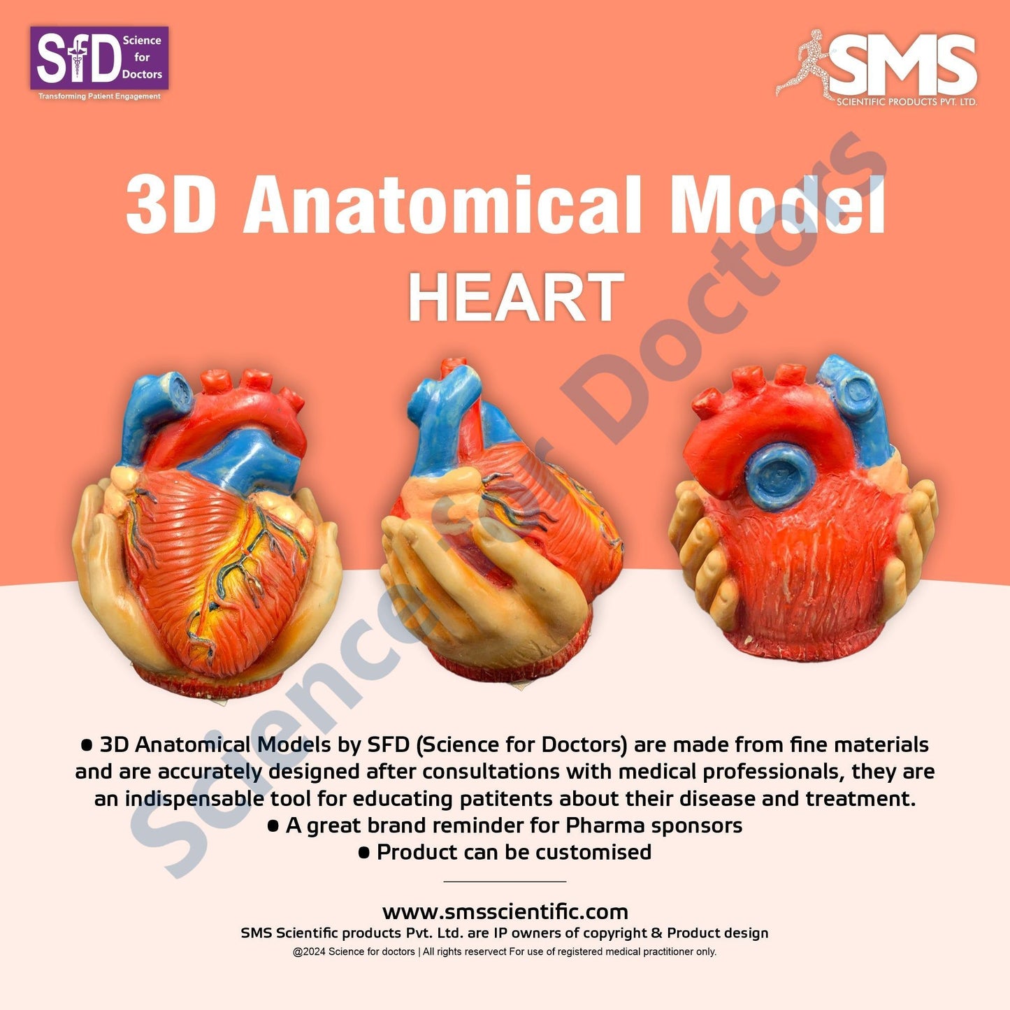 Heart: 3D Anatomical Models