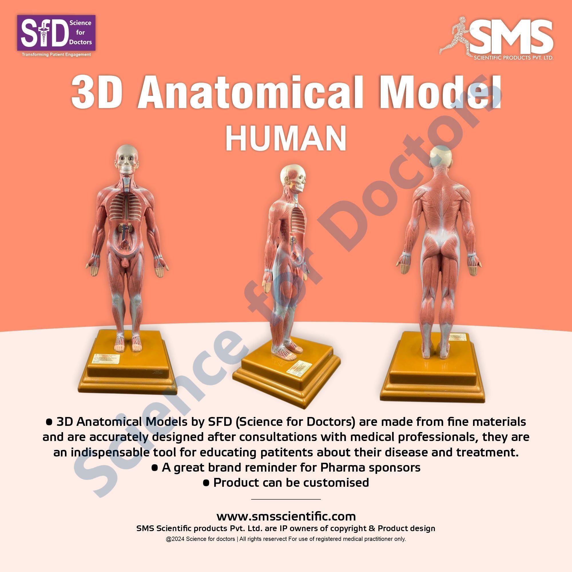 Human: 3D Anatomical Models – SMS Scientific Products Pvt. Ltd.