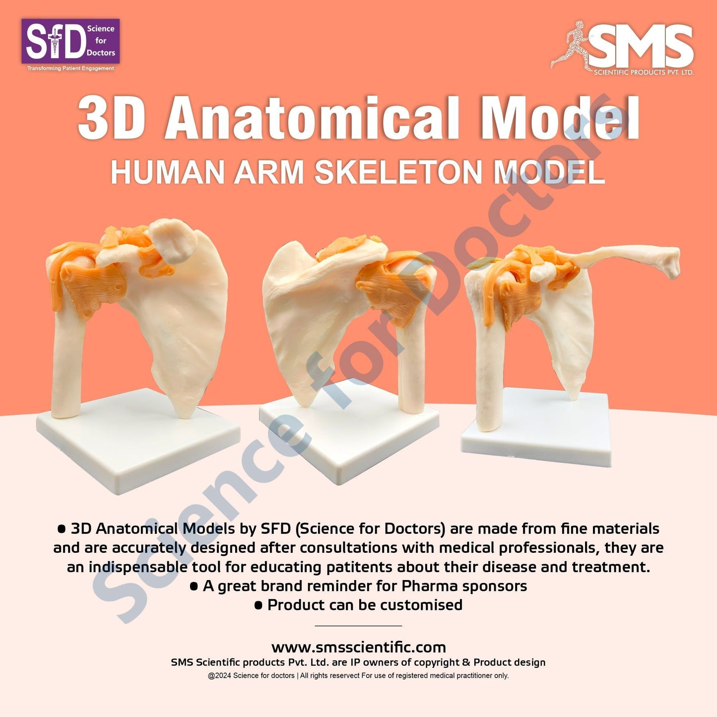 Human Arm Skeleton: 3D Anatomical Models