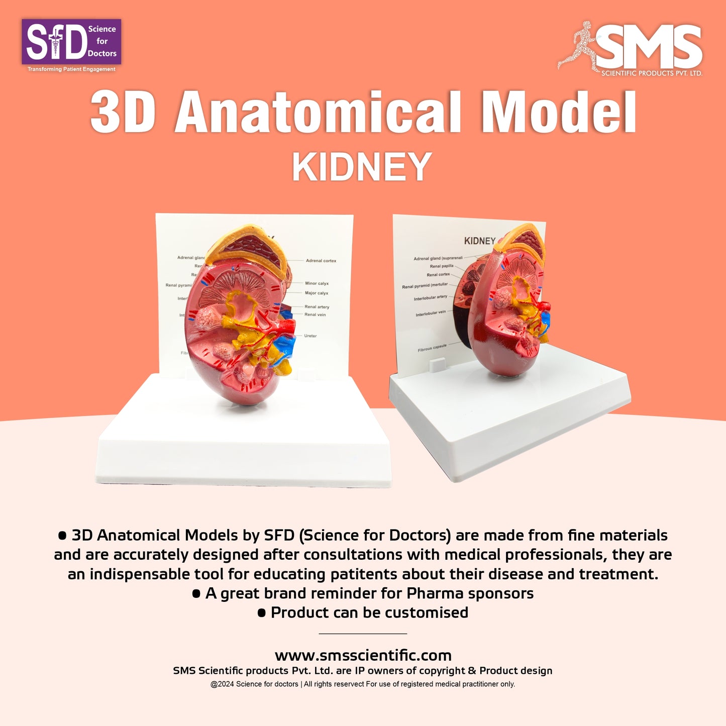 Kidney: 3D Anatomical Models