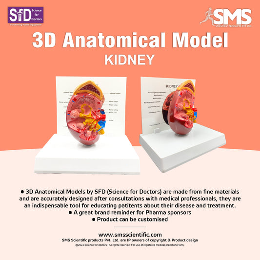 Kidney: 3D Anatomical Models