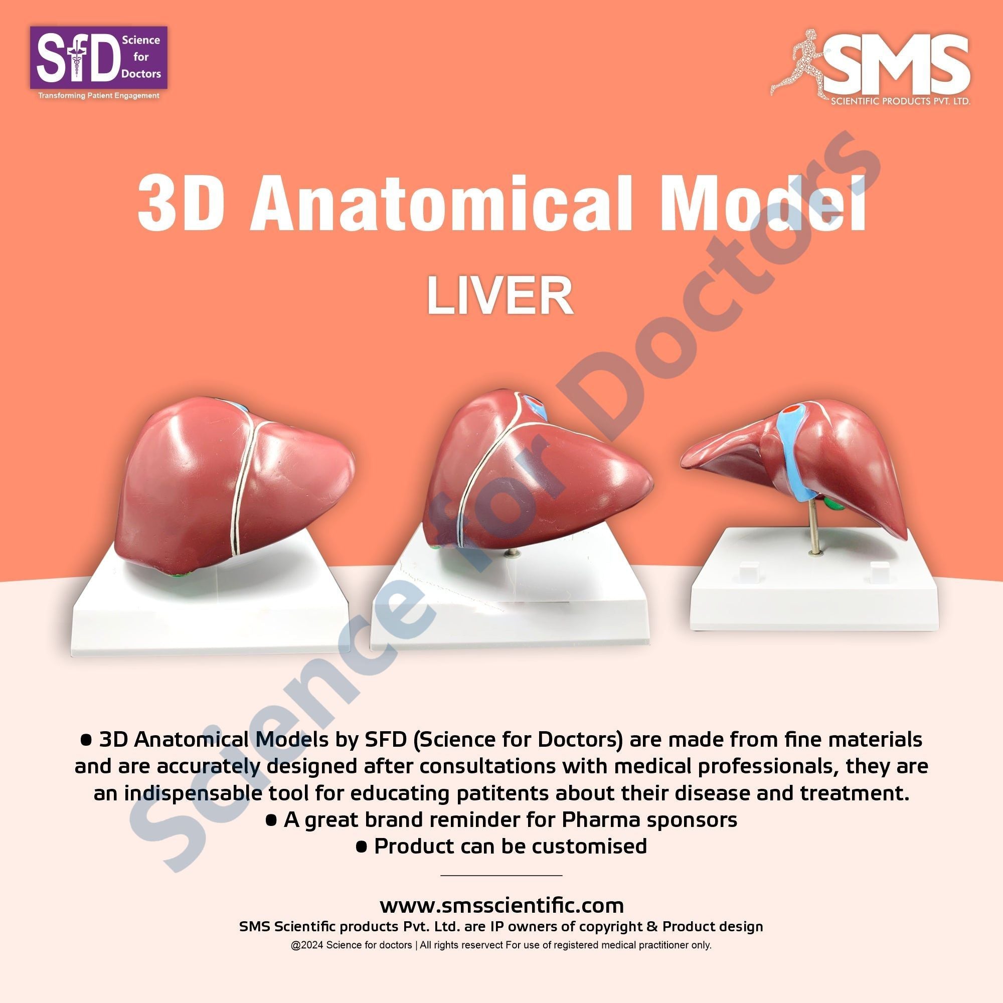Liver Lab Model Liver: 3D Anatomical Models – SMS Scientific Products Pvt. Ltd.