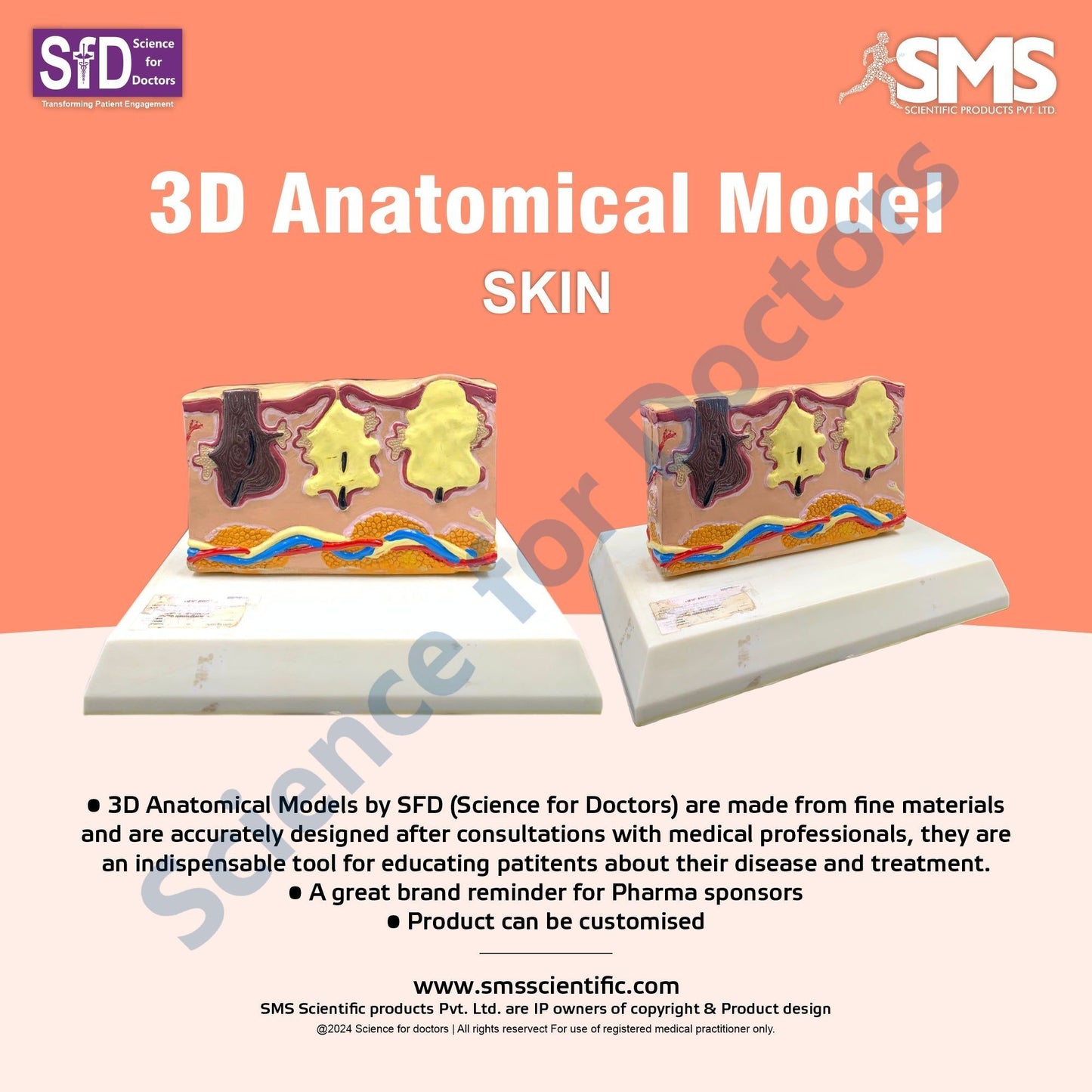 Skin: 3D Anatomical Models