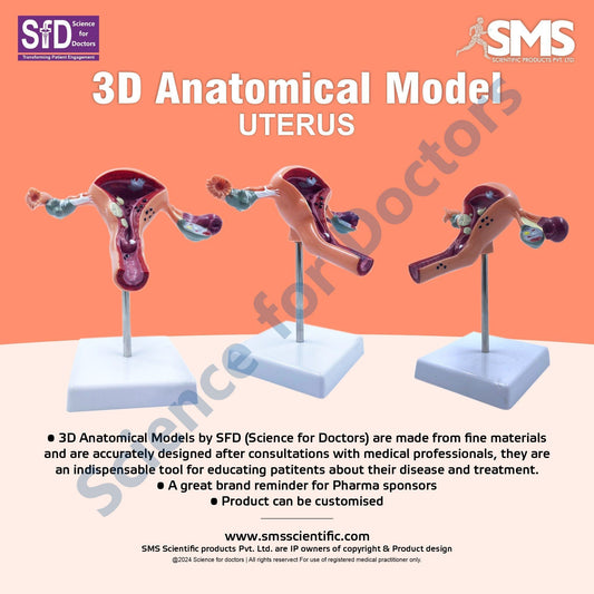 Uterus: 3D Anatomical Models