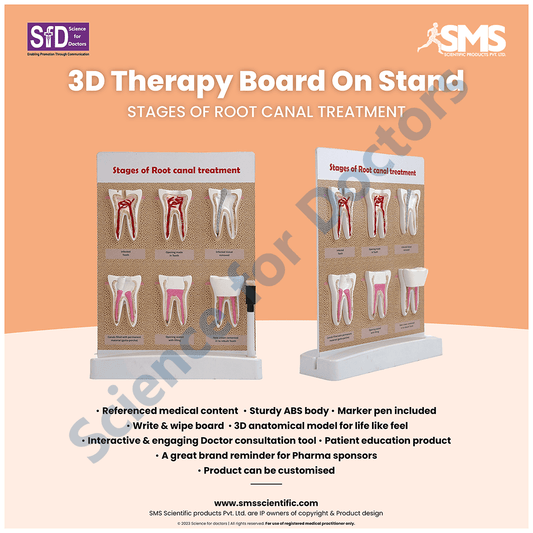 Stages of root canal treatment: 3D Therapy Board On Stand