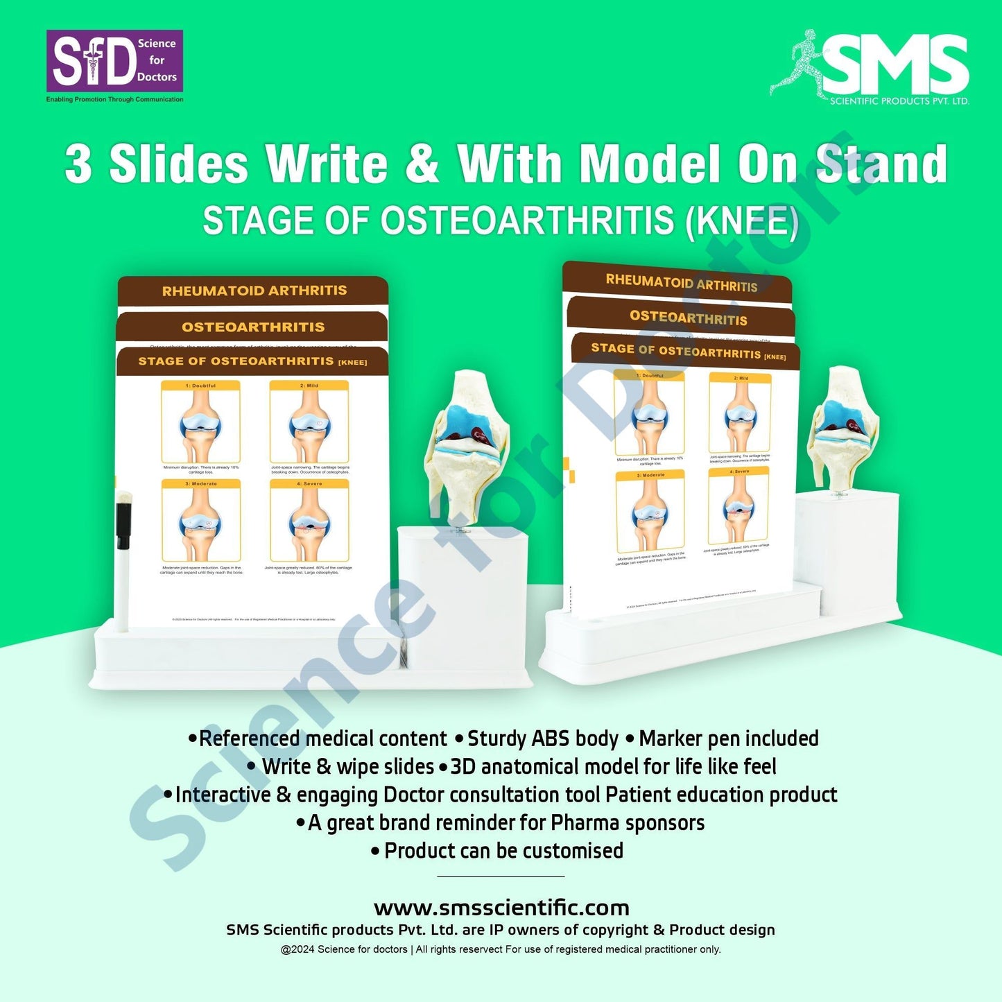 STAGE OF OSTEOARTHRITIS [KNEE]: 3 Slide Write and Wipe with Anatomical Model on Stand