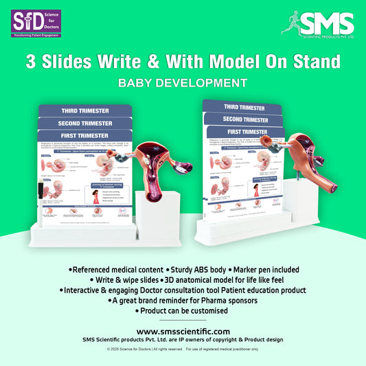 Baby Development: 3 Slides Write And Wipe With Model On Stand