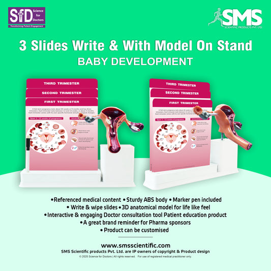 Baby Development_1: 3 Slides Write And Wipe With Model On Stand