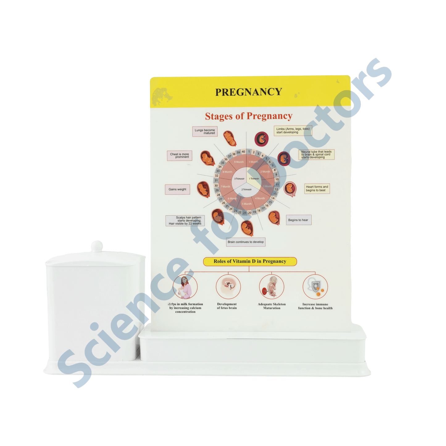 PCOS: 1 Slides Write & Wipe with Stationary Stand