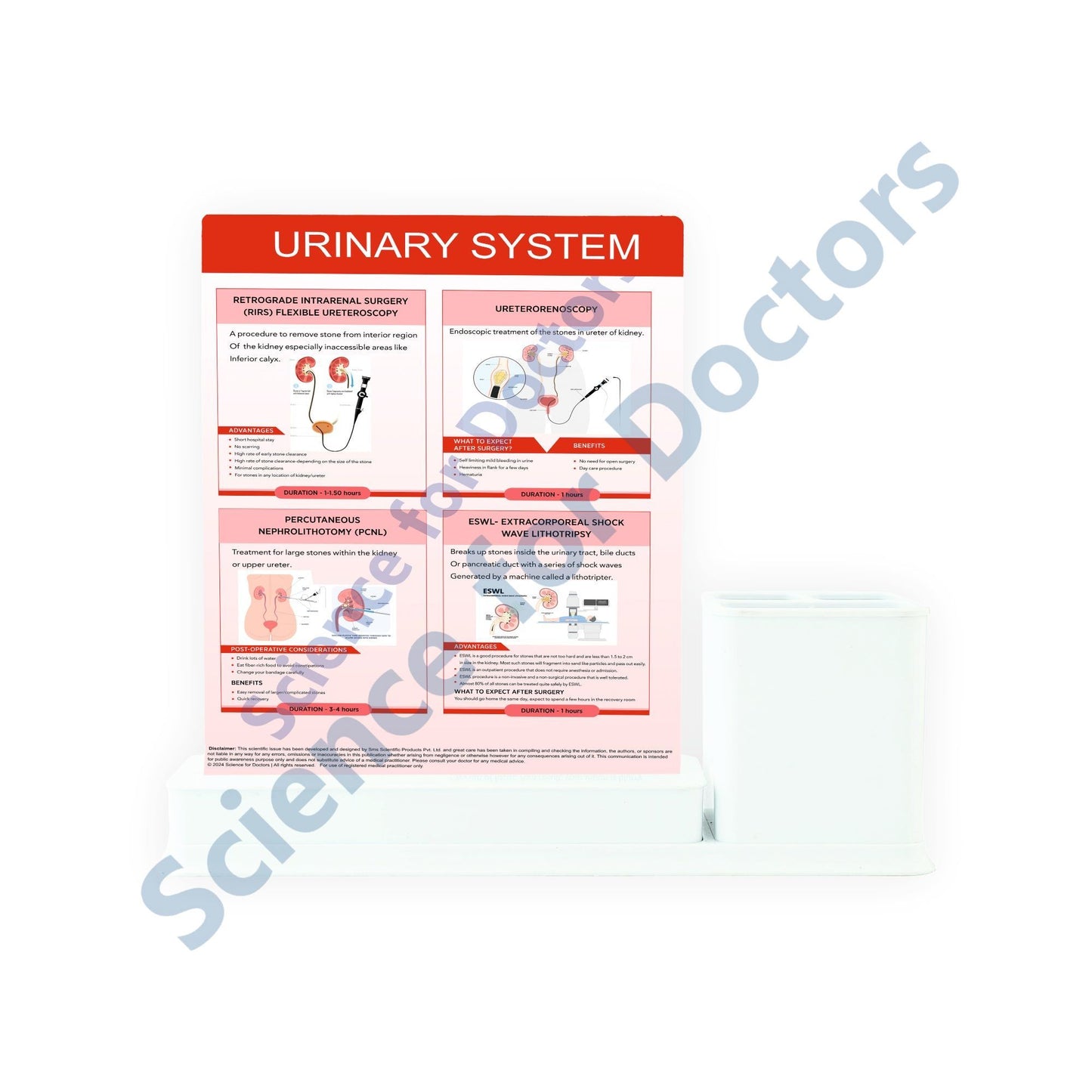 Urinary System: 1 Slides Write & Wipe with Stationary Stand