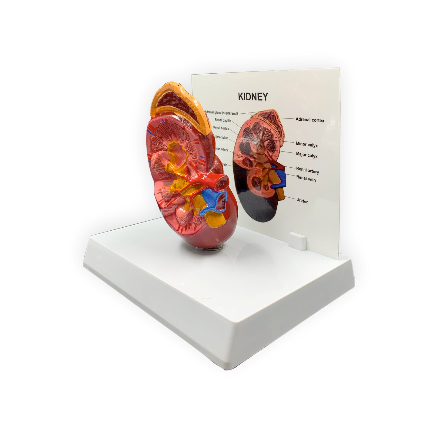 Kidney: 3D Anatomical Models