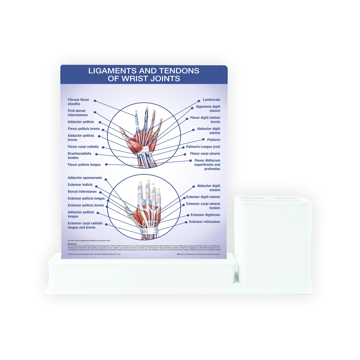 Ligaments and Tendons of Elbow Joints: 1 Slides Write & Wipe with Stationary Stand