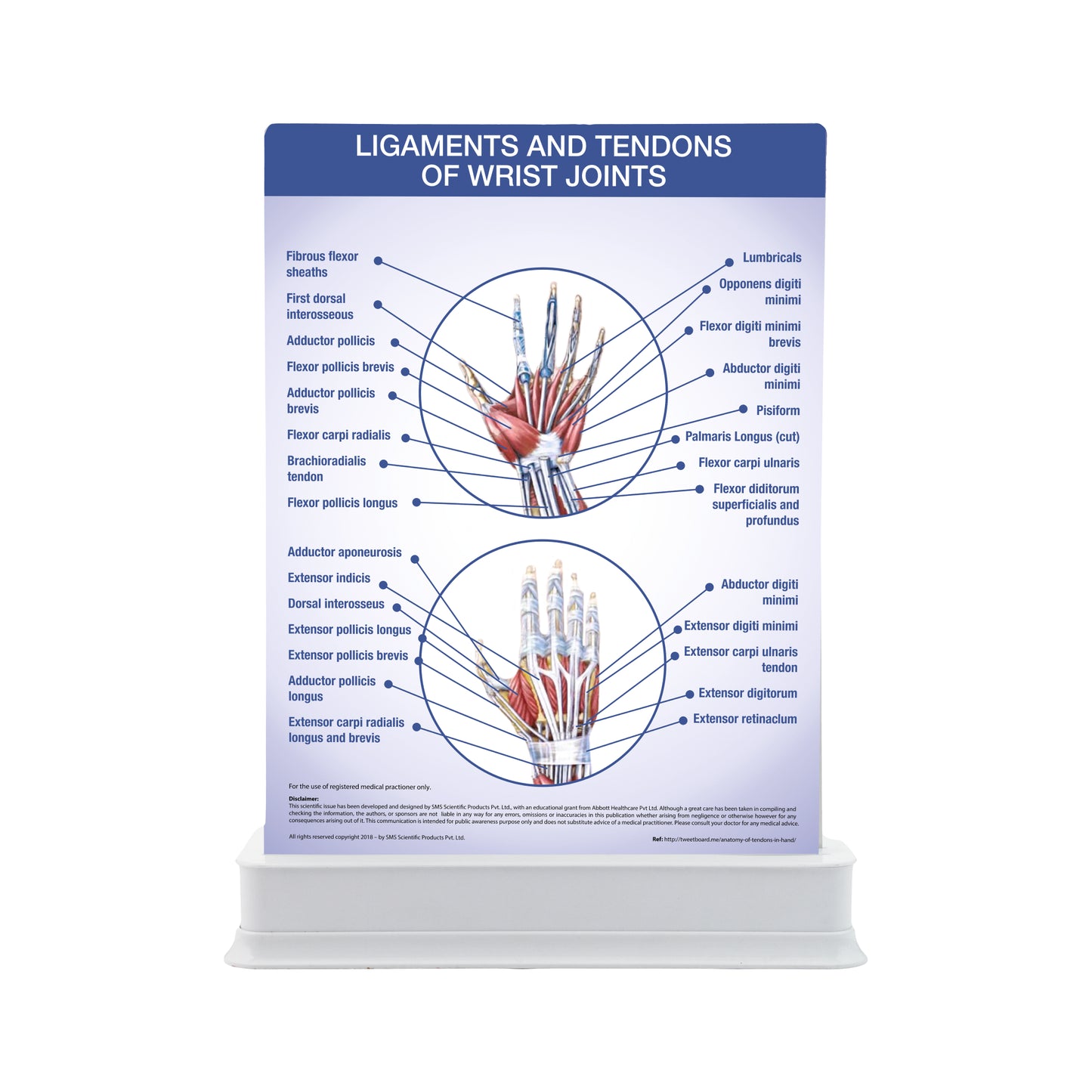 Ligaments and Tendons of Elbow Joints: 1 Slide with Patient Leaflet Tray