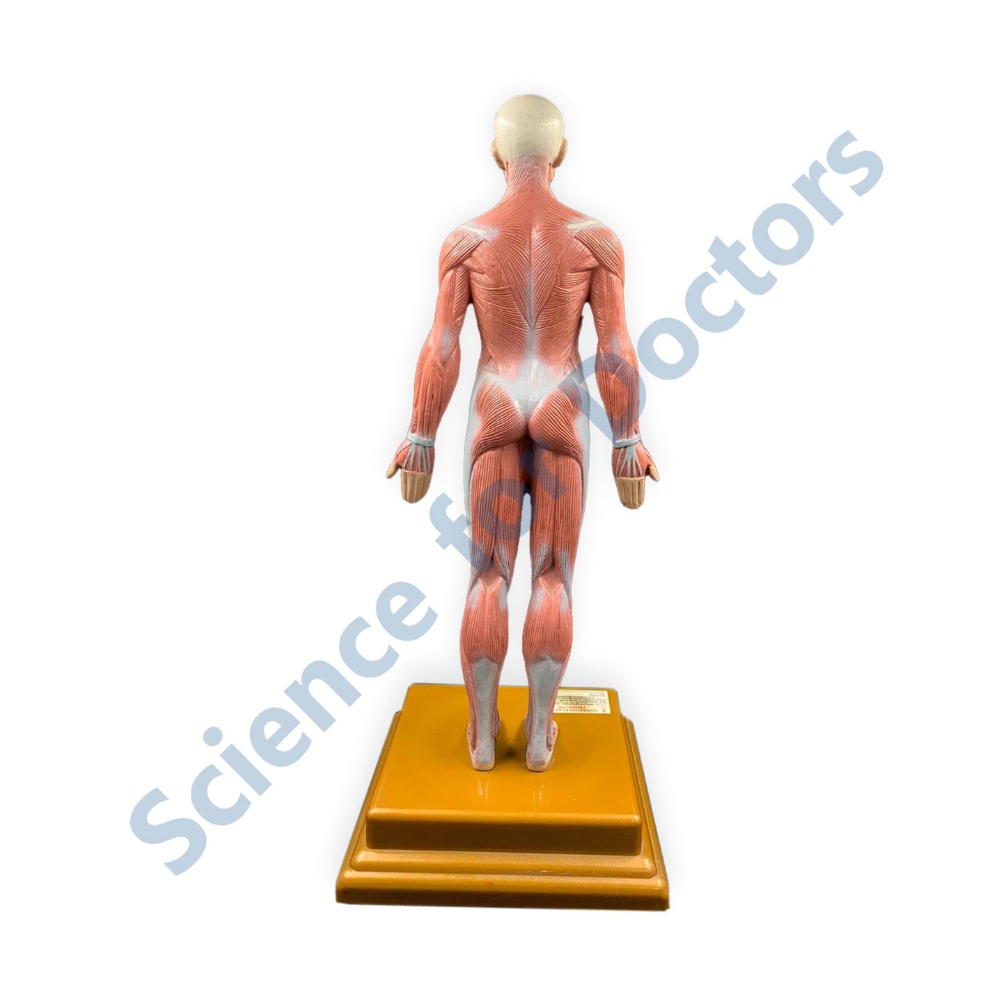 Human: 3D Anatomical Models