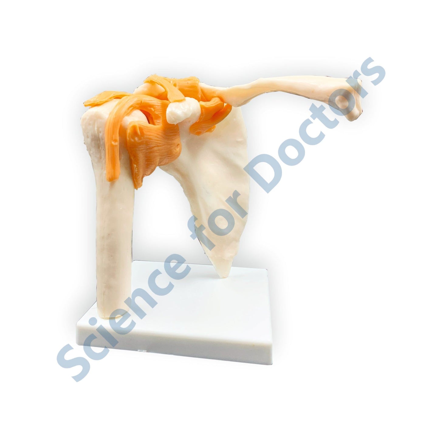 Human Arm Skeleton: 3D Anatomical Models