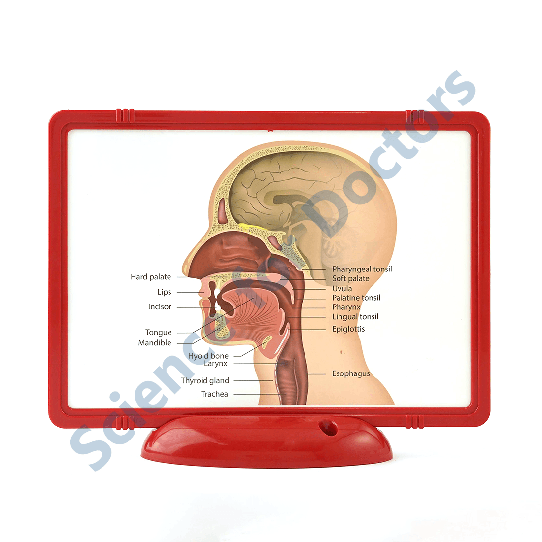 The Ear: The Frame Write and Wipe