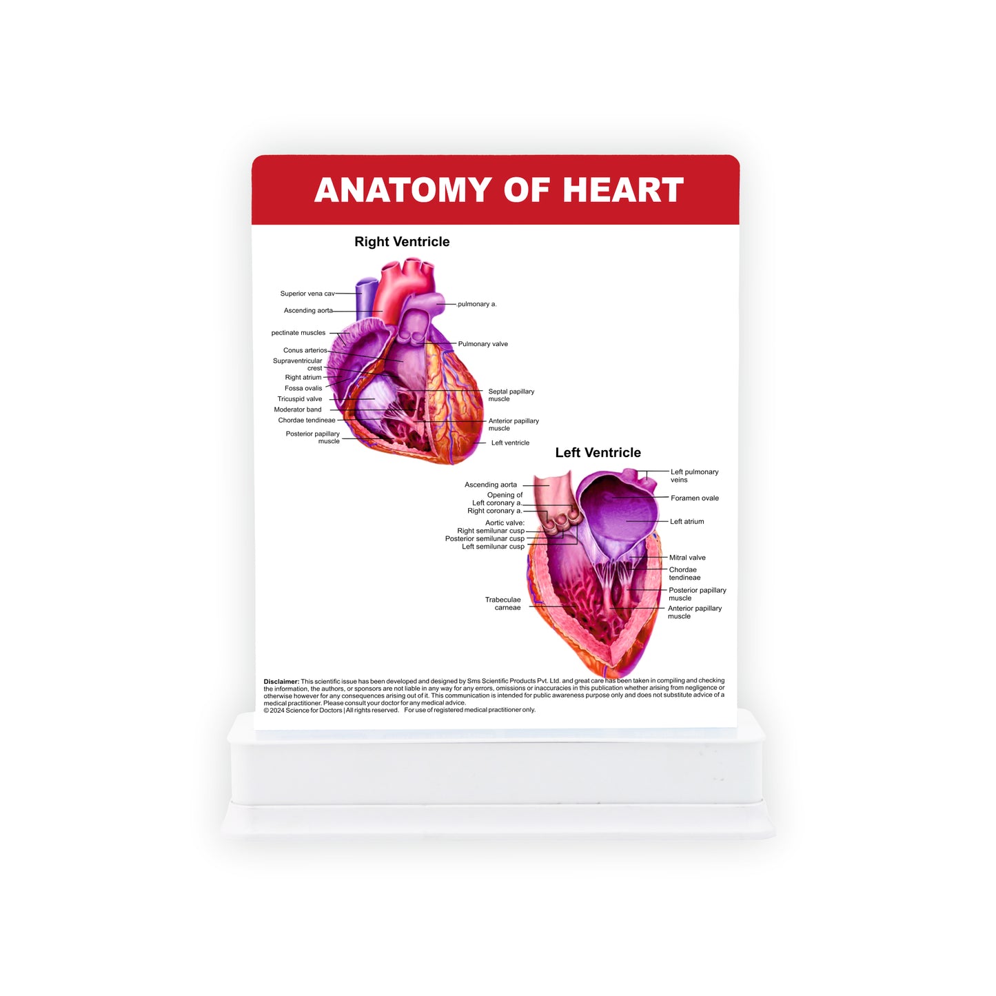 Anatomy of Heart: 1 Slide on stand