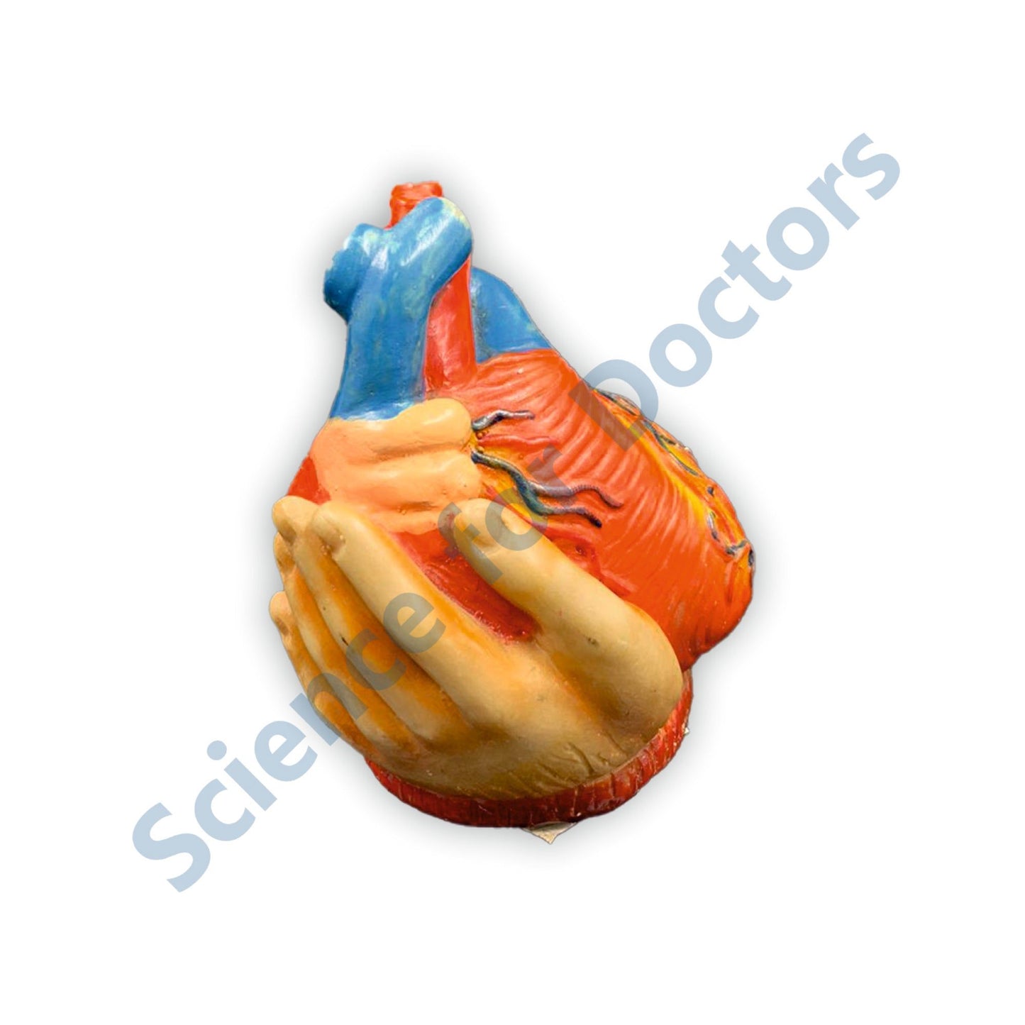 Heart: 3D Anatomical Models