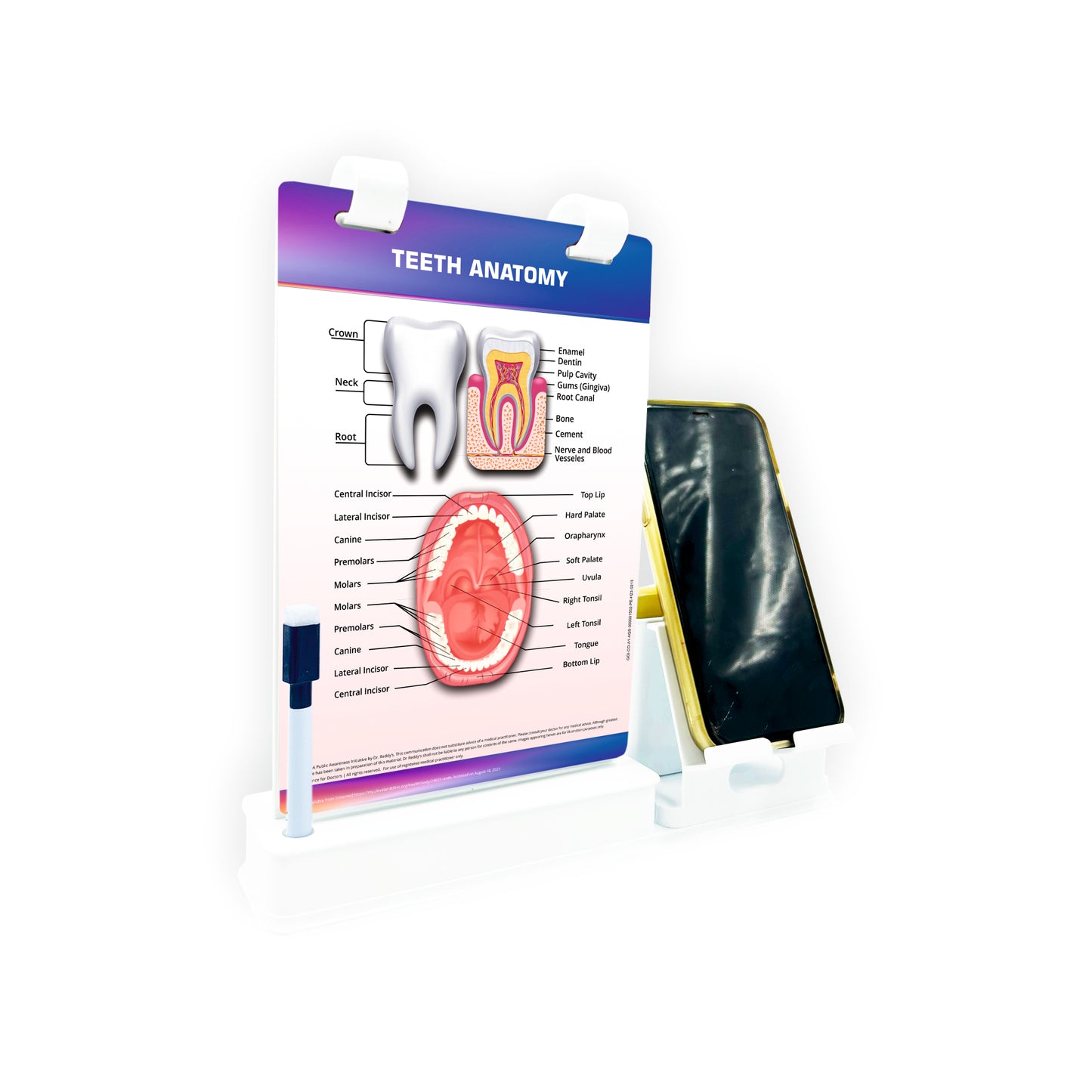 Smart -A5 Flip wipe With Mobile and Chit Pad Stand  -  Teeth Anatomy