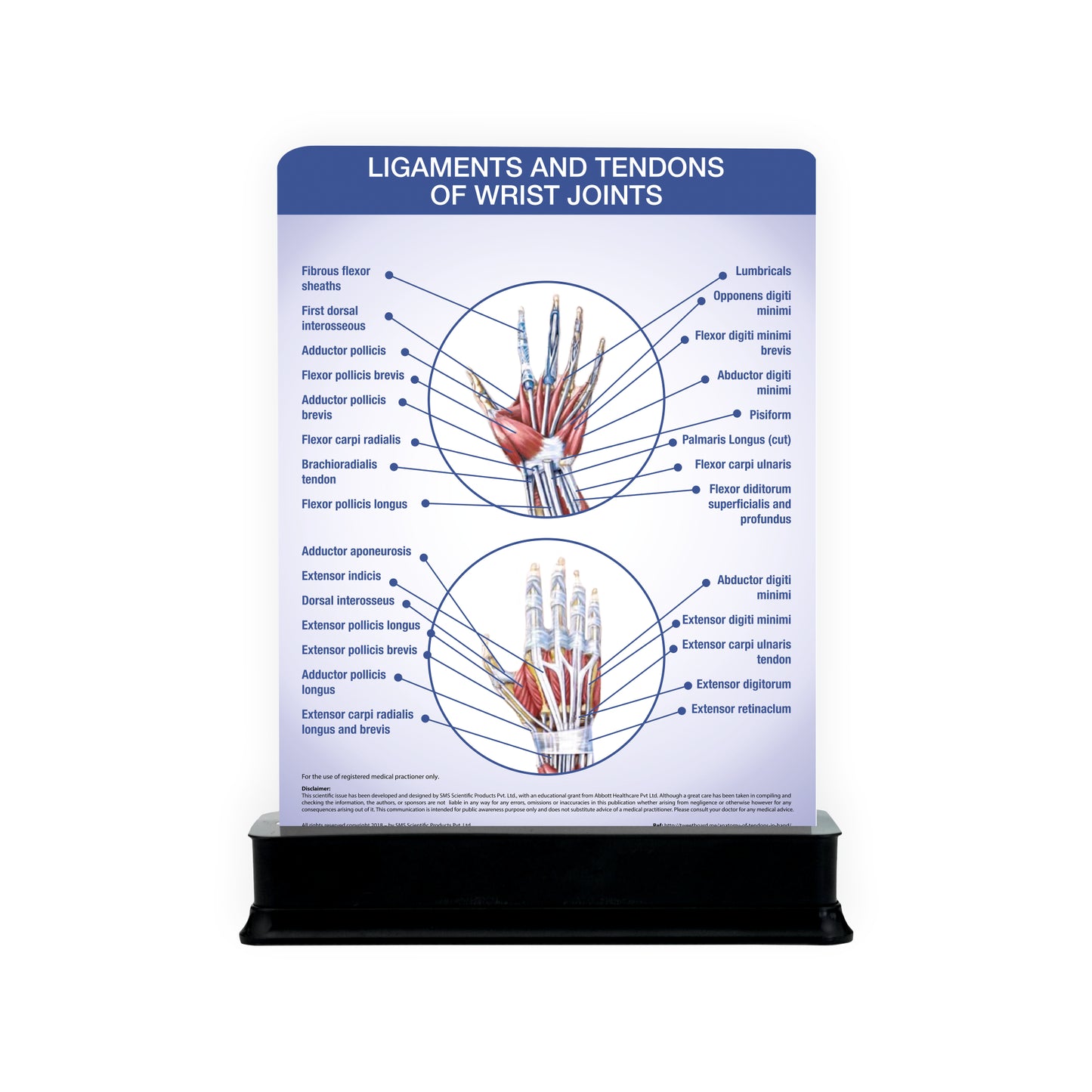 Ligaments and Tendons of Elbow Joints: 1 Slide on stand