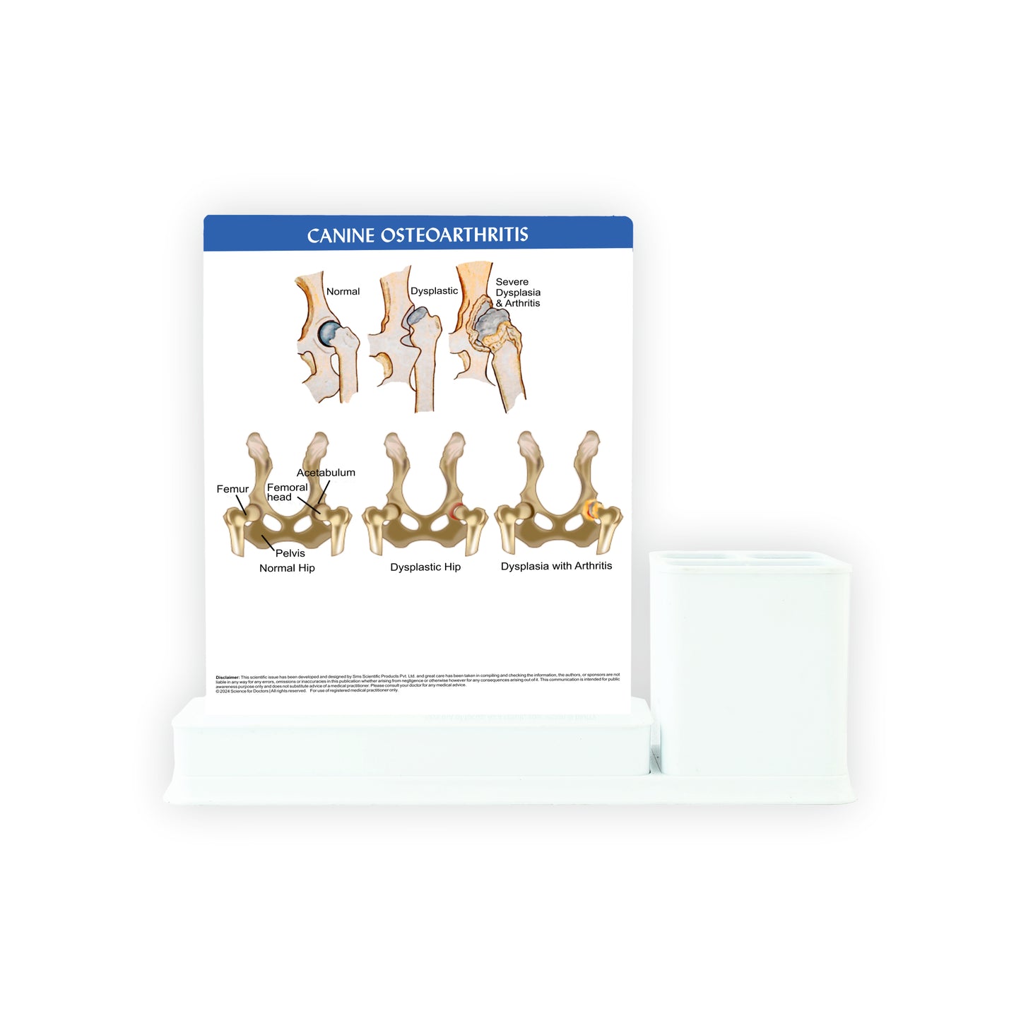 Canine Osteoarthritis: 1 Slides Write & Wipe with Stationary Stand