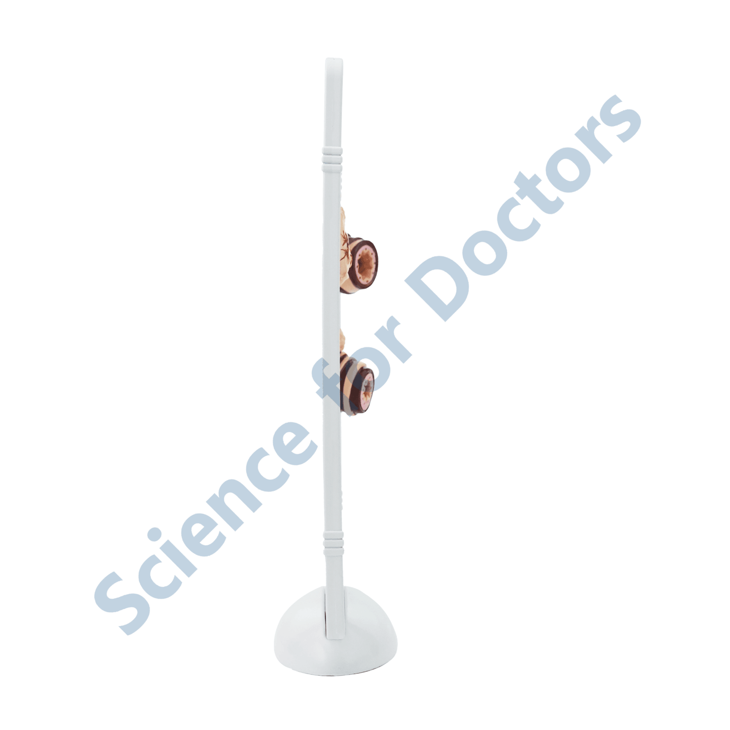 COPD(Chronic Obstructive Pulmonary Disease): 3D Therapy Frame