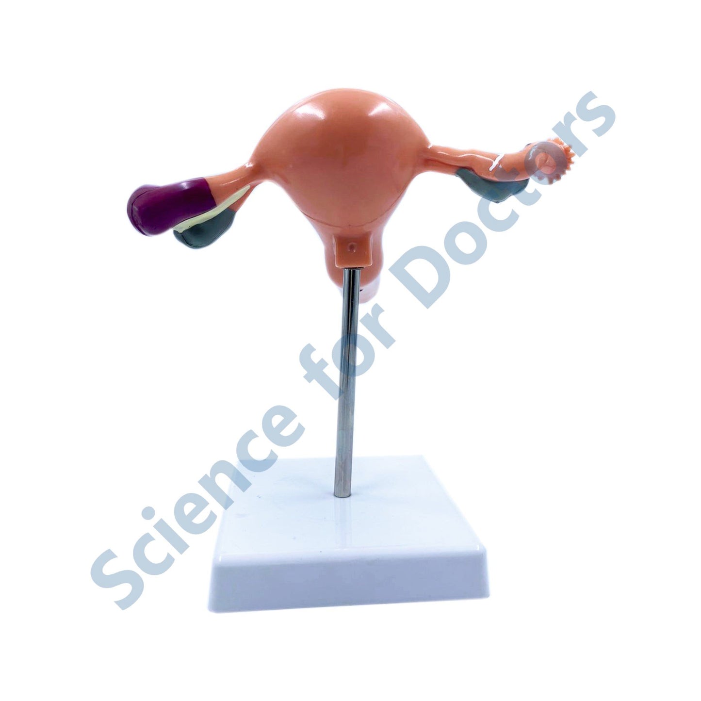 Uterus: 3D Anatomical Models