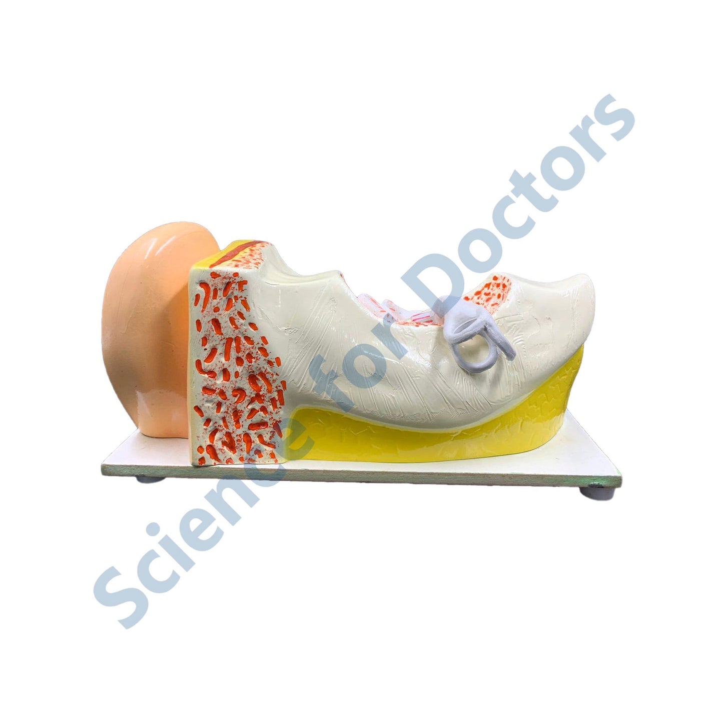 HUMAN EAR: 3D Anatomical Models