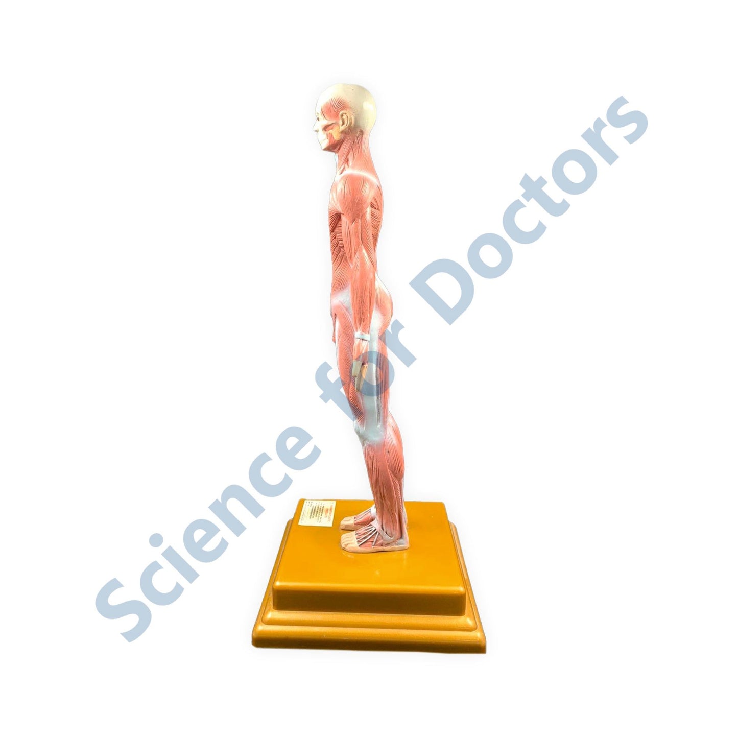 Human: 3D Anatomical Models