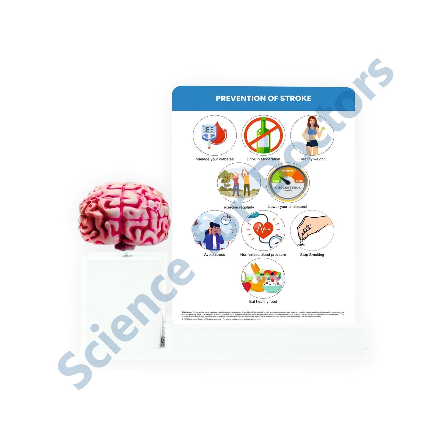 Stroke: 2 Slides Write and Wipe with Anatomical Model On Stand