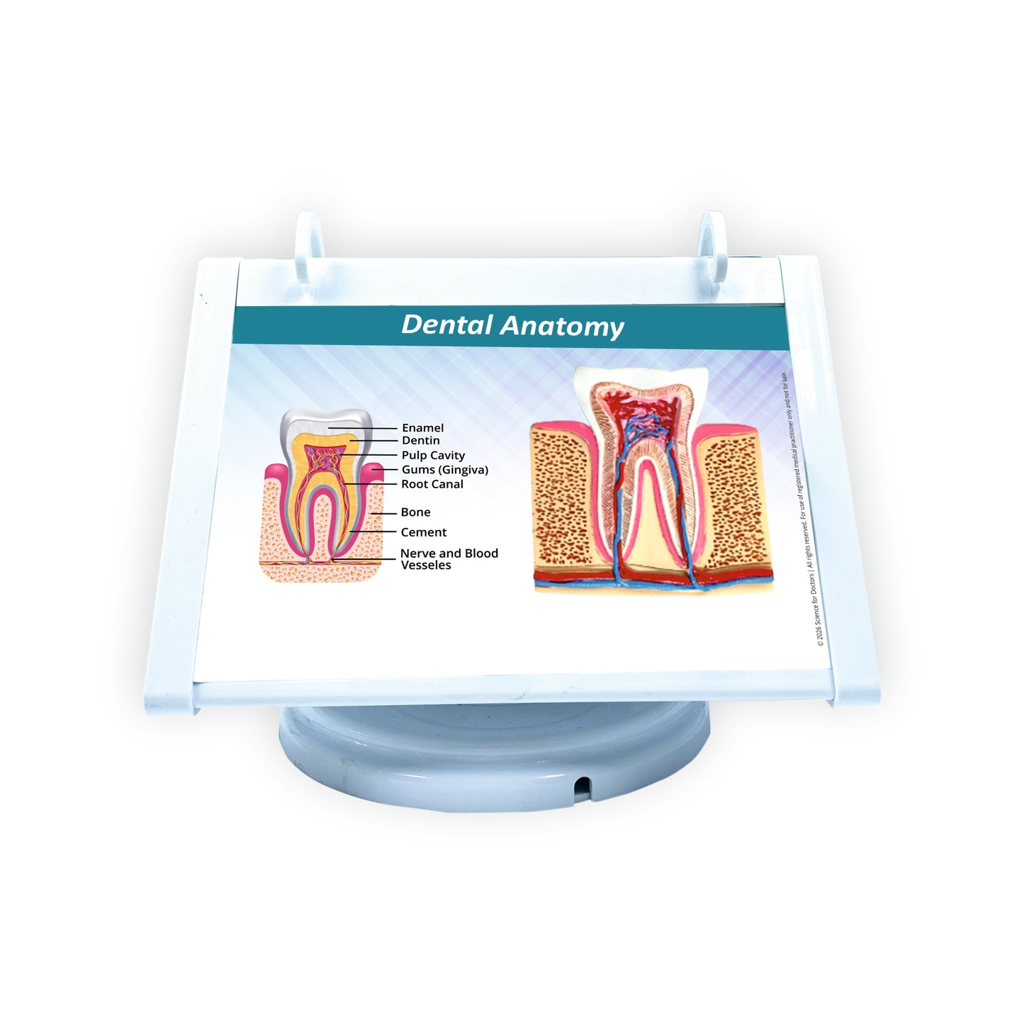 ROTRI - H WITH FLIP WIPES ON TOPS  - Dental Anatomy