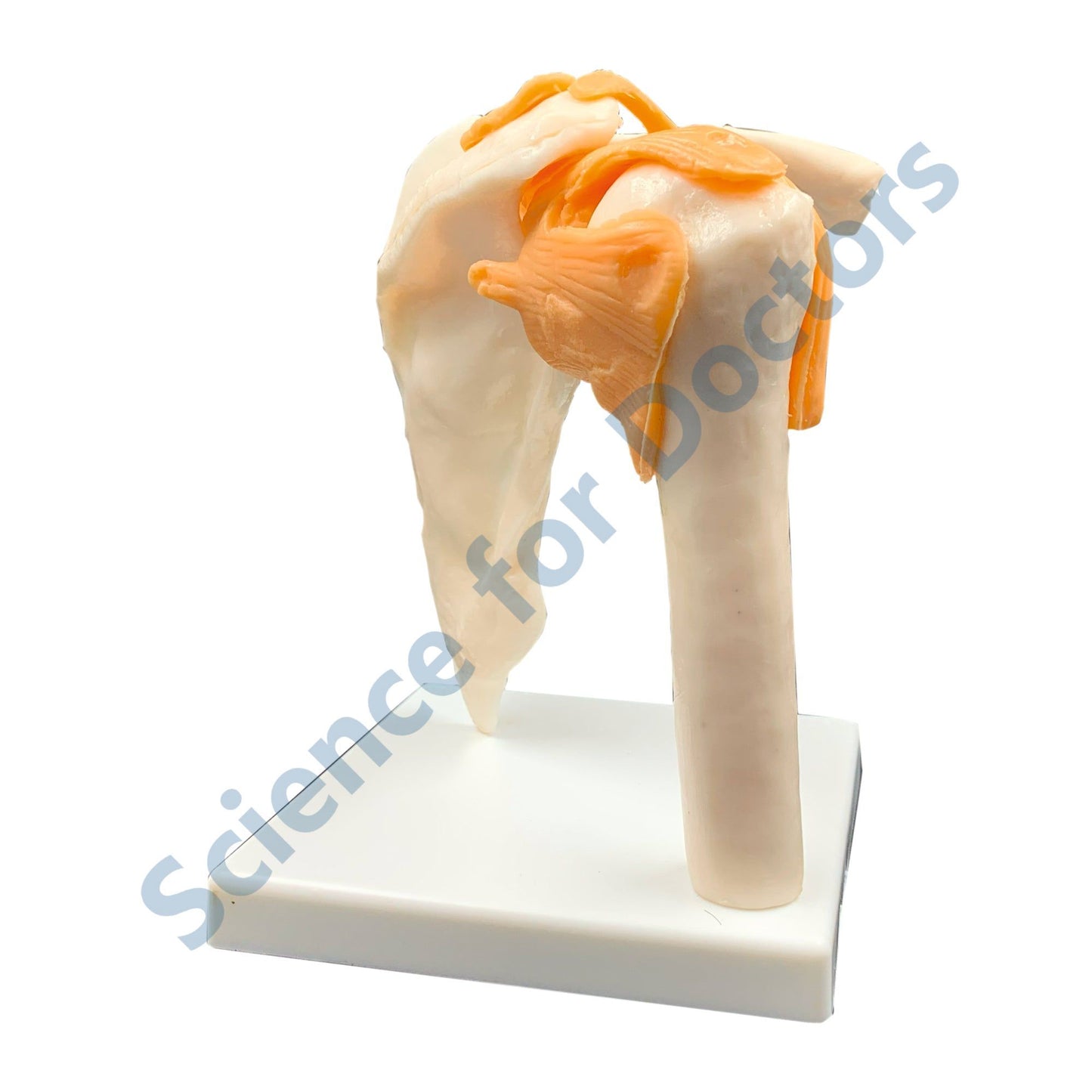 Human Arm Skeleton: 3D Anatomical Models