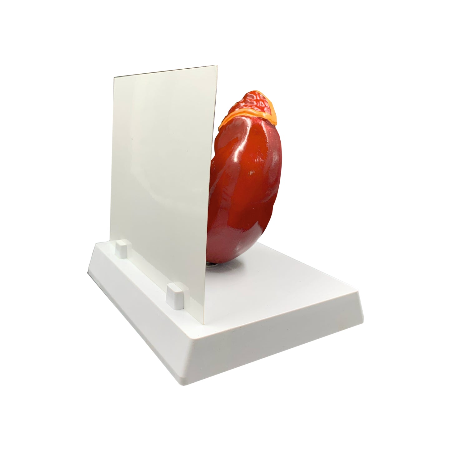 Kidney: 3D Anatomical Models