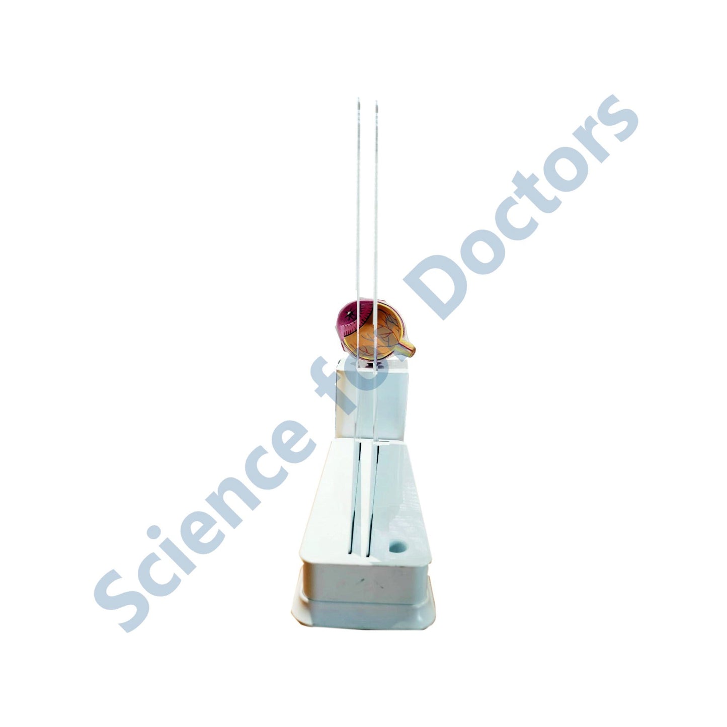 2 Slides Write and Wipe with Model On Stand - Anatomy of Eye