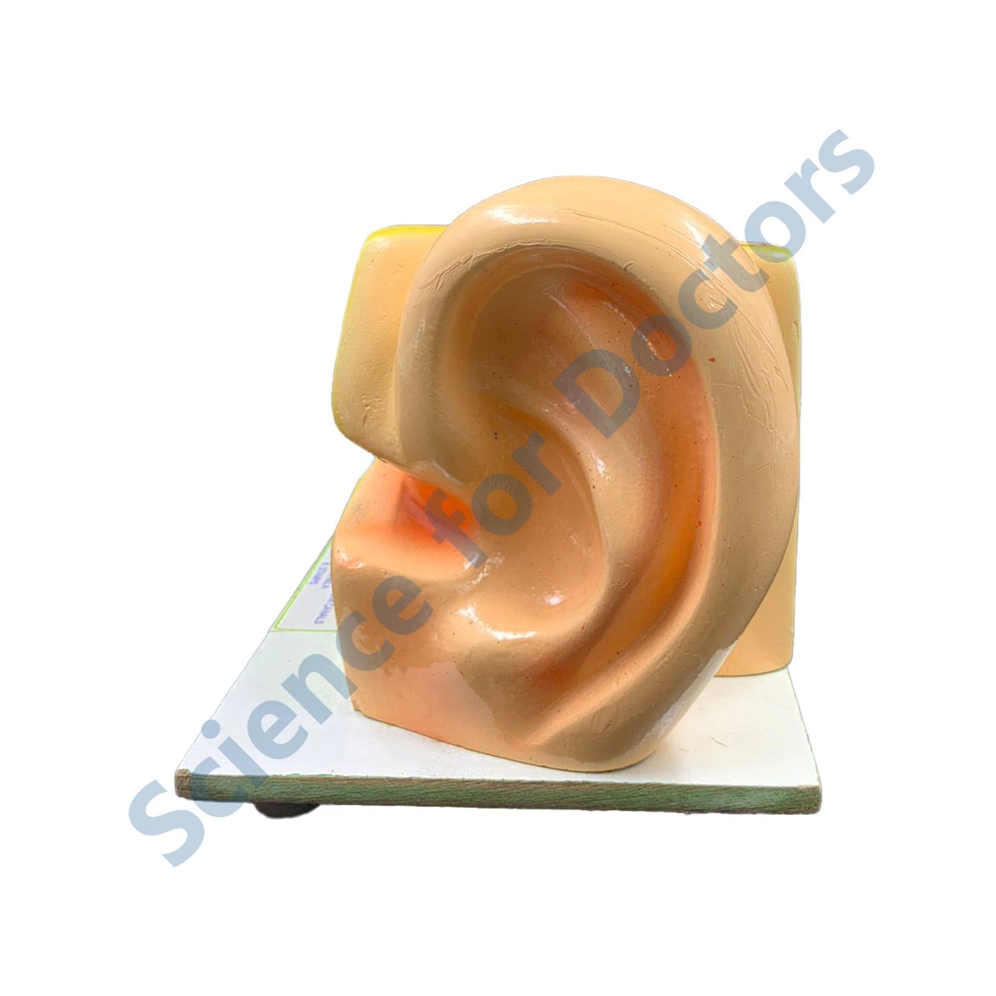 HUMAN EAR: 3D Anatomical Models