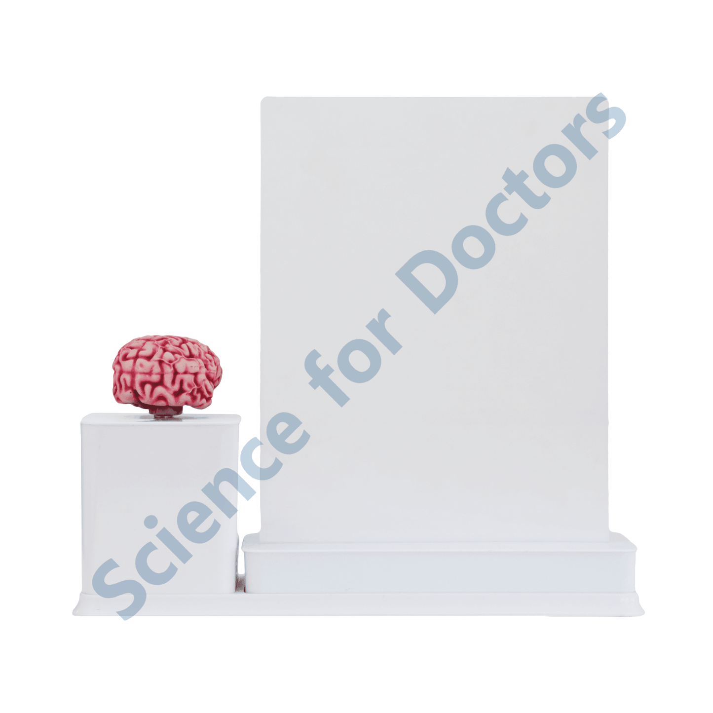 Macrovascular Complications Diabetic Cerebrovascular Diseases : 1 Slide write and wipe with anatomical model on stand