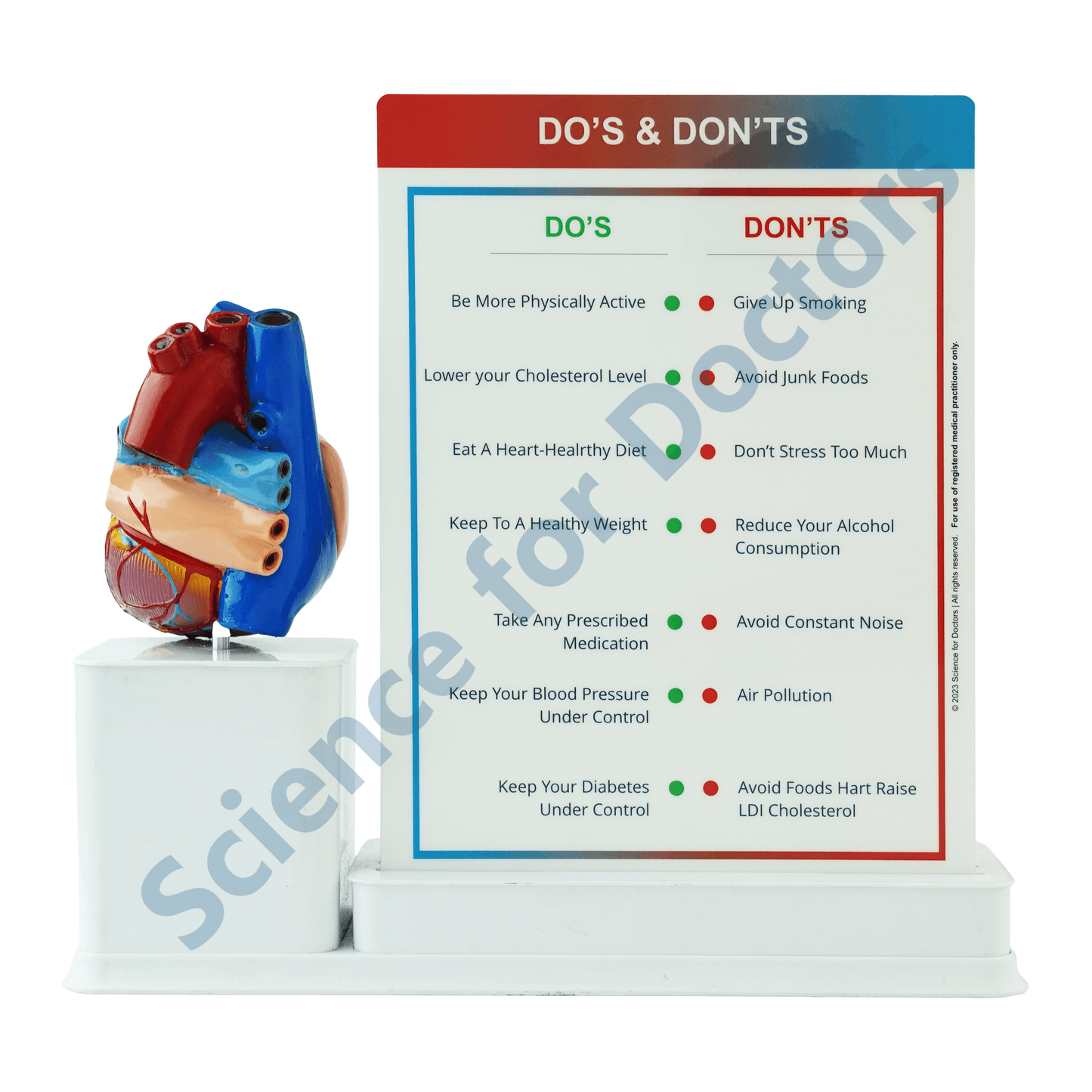 Heart Failure: 3 Slide Write and Wipe with Anatomical Model on Stand