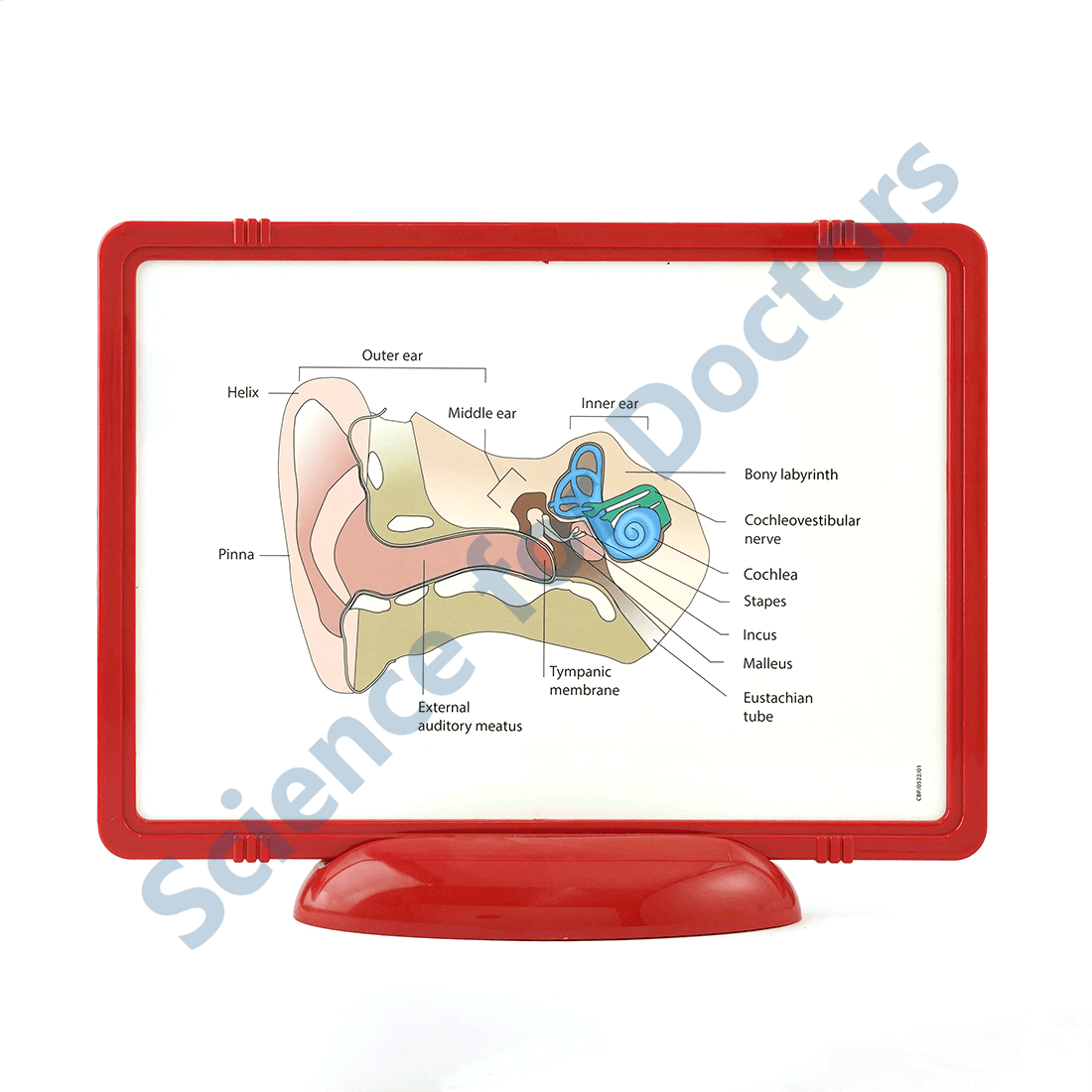 The Ear: The Frame Write and Wipe