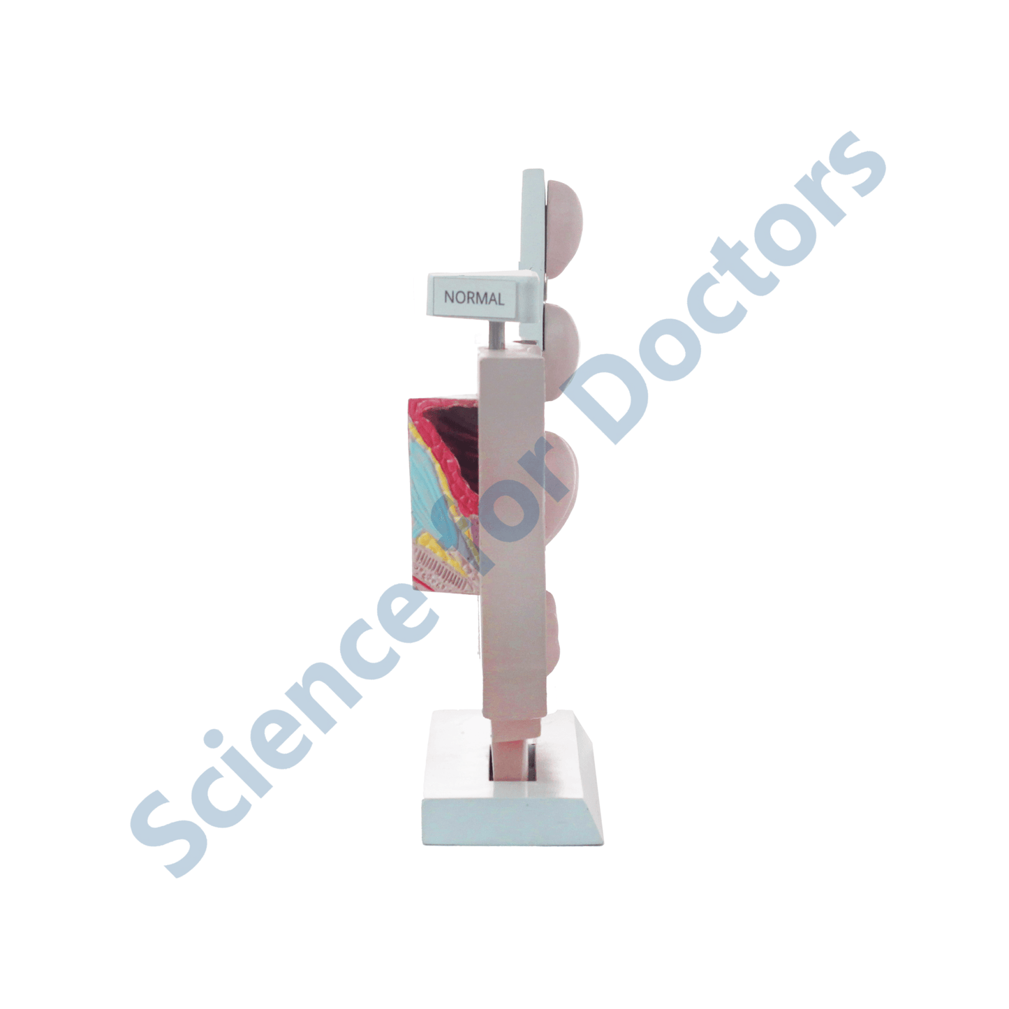 Prostate: 3D Anatomical Models