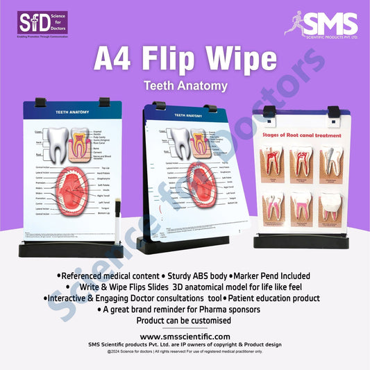 Teeth Anatomy: A4 Flip Wipe