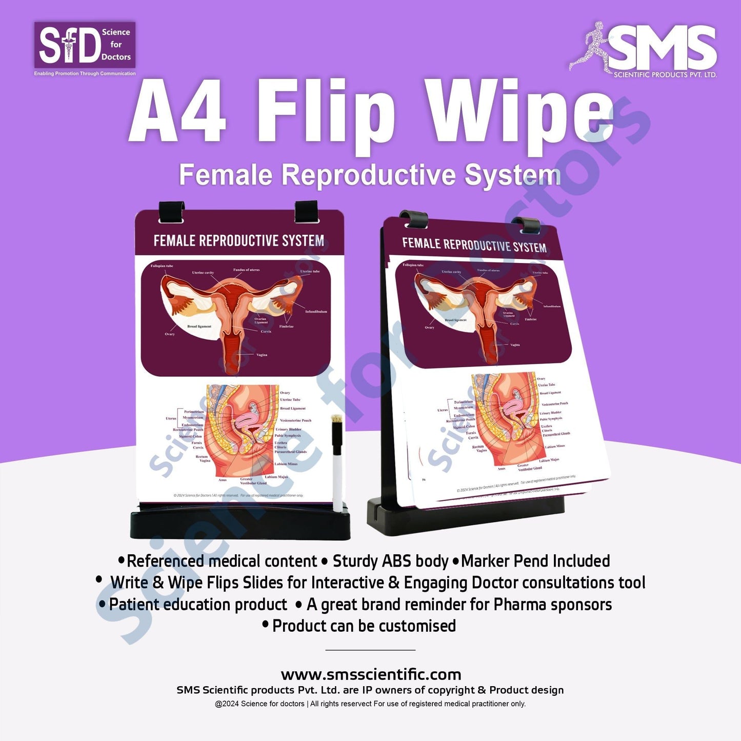 Female Reproductive System: A4 Flip Wipe