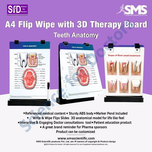 Teeth Anatomy: A4 Flip Wipe with 3D Therapy Board