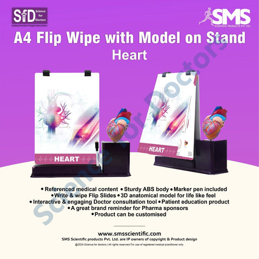 Heart: A4 Flip Wipe with Anatomical Model