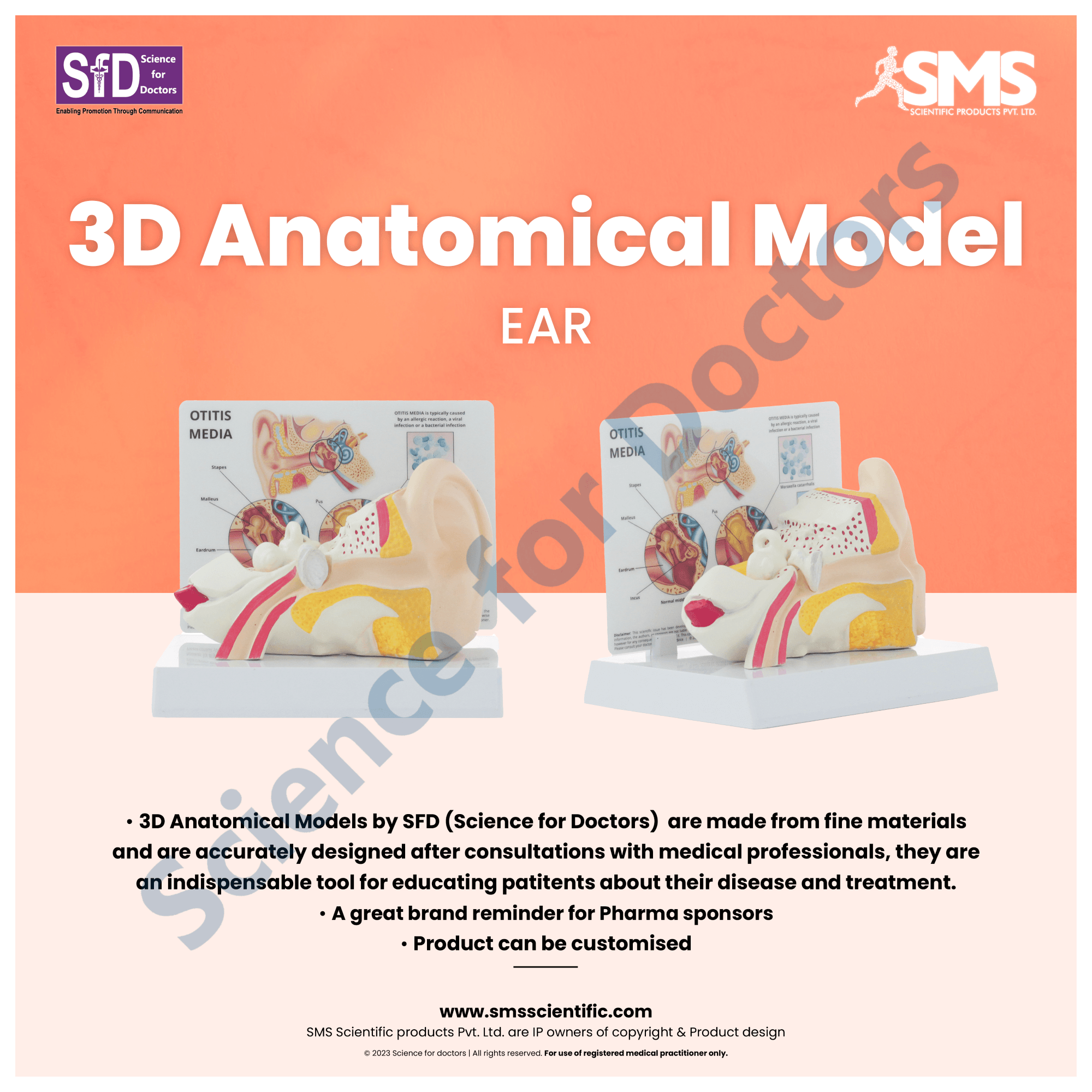 Ear: 3D Anatomical Models – Science For Doctors